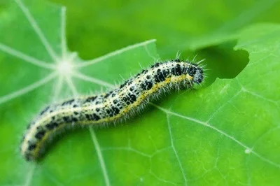Caterpillarkillernematodes 400x