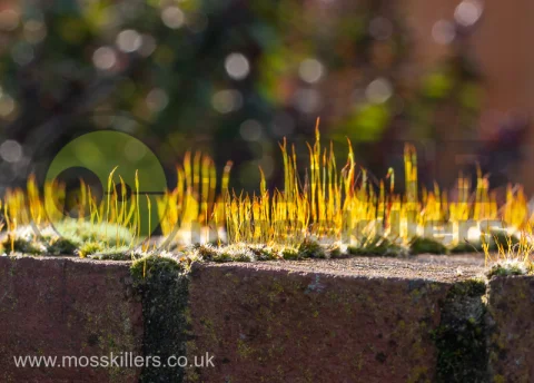 Moss on Brick Wall