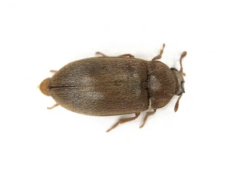 Byturus tomentosus Byturidae Raspberry beetle