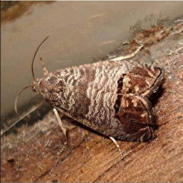 Codling moth adult