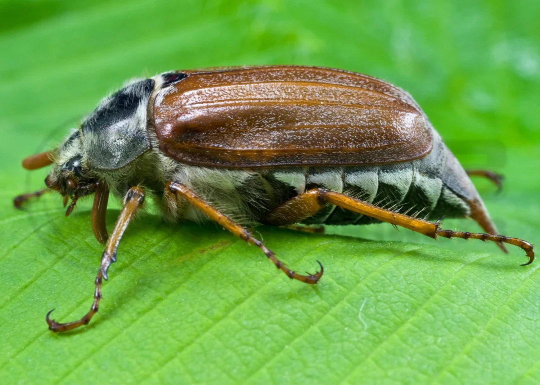 Chafer Beetle