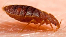 Diatomaceous earth and killing bed bugs